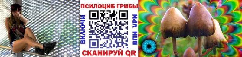 где можно купить   Сясьстрой  Псилоцибиновые грибы Psilocybe 